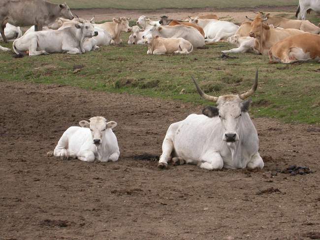 Mucca e vitello si riposano ai Pantani